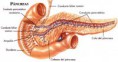 /album/fotogaleria/pancreas-y-sus-partes-jpg1/